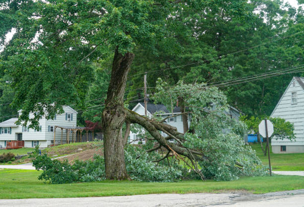 Leaf Removal in Wheatland, WY