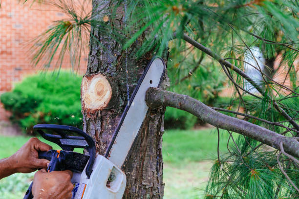 Why Choose Our Tree Removal Services in Wheatland, WY?